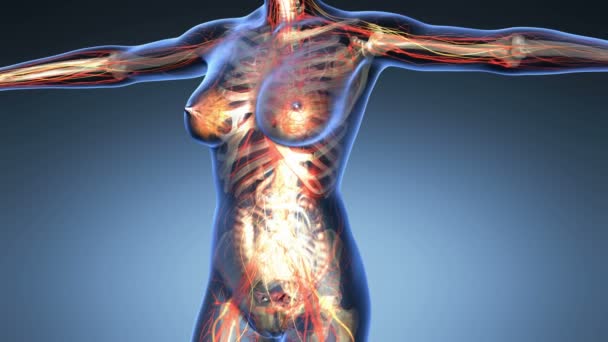 https://st2.depositphotos.com/1003649/10649/v/600/depositphotos_106493036-stock-video-science-anatomy-of-human-body.jpg